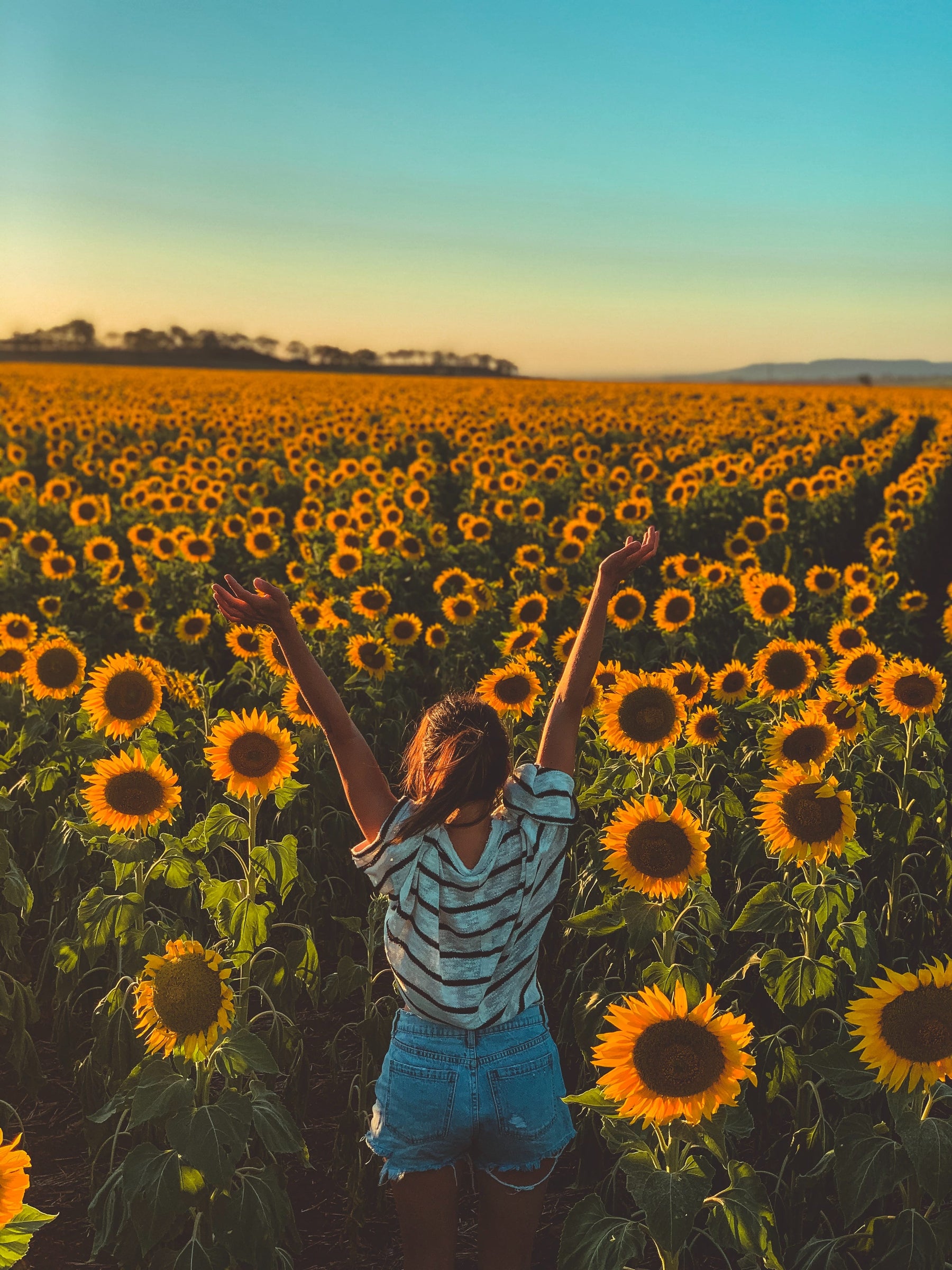 A Woman in a Sunflower Field