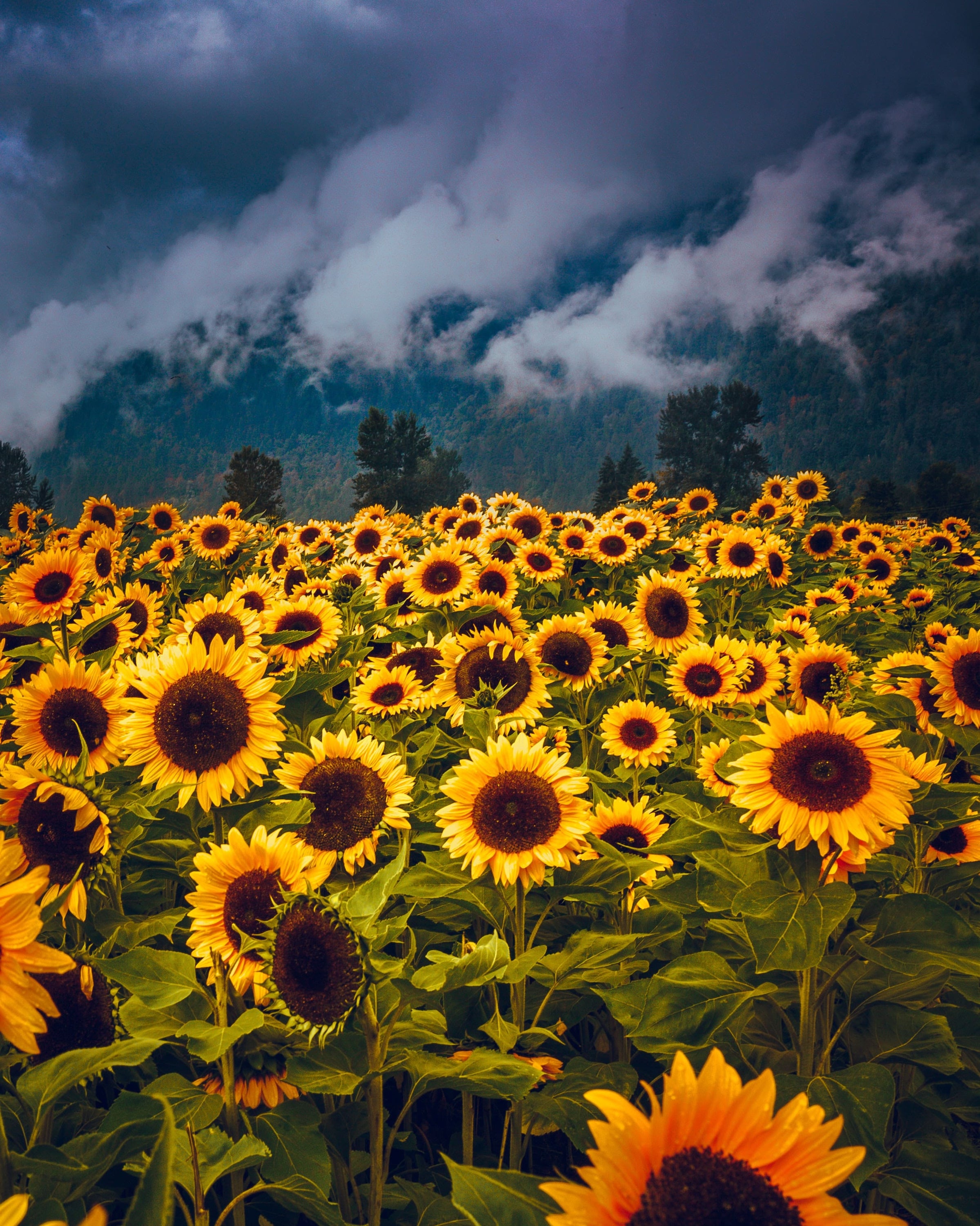 Sunflower Field